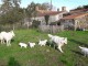 Chiot Berger Blanc Suisse A donner 