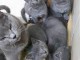  Superbes Chatons Chartreux Pure Race