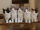   Adorables Chatons Norvégiens Pure Race