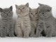   Superbes Chatons British Shorthair Pure Race