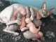  Superbes Chatons Sphynx Pure Race Pedigree