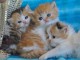   Adorables Chatons Persans Pure Race