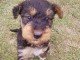 Disponible de chiot Airdela terriers trois mois