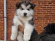 Disponible de chiot malamute trois mois