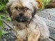 Disponible de suite magnifiques chiot Lhassa apso trois mois