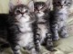 Chatons Maine Coon NON LOOF