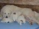 Chiots Bergers des Pyrénées 3 males et 2 femelles