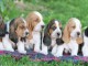 Superbes Bébés Basset Hound . Mâles et Femelles