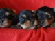  Superbes Chiots Yorkshire Terrier Pure Race