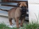 chiot berger malinois a donner