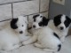 chiot border collie a donner