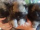 chiot spitz allemand  adorable