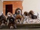 Chiots Beagle recherchent famille