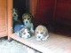 Chiots Beagle recherchent famille