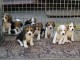 Chiots Beagle recherchent famille