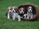 Chiots Beagle recherchent famille