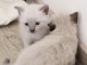 Chatons très gentil et adorable 