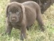 chiot labrador adorable