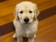 Adorables chiots golden retriever couleur or a adopter