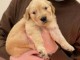 Adorables chiots golden retriever couleur or a adopter