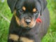 Jolie portée de chiots rottweiler