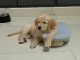 Adorables chiots golden retriever couleur or a adopter