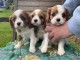 adorable chiots cavalier king charles