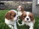 adorable chiots cavalier king charles