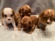 adorable chiots cavalier king charles