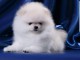 adorable chiots spitz nain