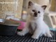adorable chatons sacre de birmanie