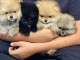 Adorables chiots pomeranien à adopter