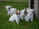 chiot jack russell terrier 