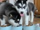 Chiots husky croisé à adopter