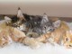 Superbes Chatons Maine Coon Pure Race Pedigree
