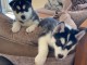 Urgent Adorables chiots husky à donner 