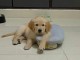 Don de chiots golden retriever trois mois