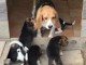 Magnifiques Chiots Beagle Pure Race