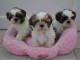 Exceptionnels Chiots Shih Tzu Pure Race