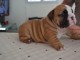 Petite Chiot Bulldog Anglais femelle à donner