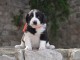 Adorable chiot berger allemand Femelle A DONNER