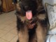 chiots berger allemand Poil Long