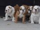 Adorables chiots bulldog anglais lof 