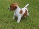 Chiots Jack Russell a offrir 