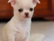 Chiots Chihuahua a Donner