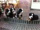 chiots Bouviers Bernois a donner