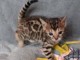 Chaton Bengal 1 FEMELLE MARBLE DISPONIBLE A DONNER