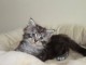 Adorable chaton Maine coon disponible. 