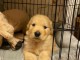 Don de chiots golden retriever trois mois