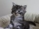 Adorable chaton Maine coon disponible. 